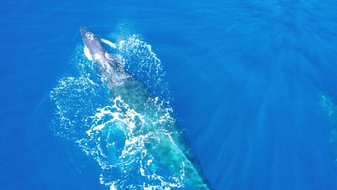 母座头鲸和幼崽海底世界海洋生物三亚潜水深