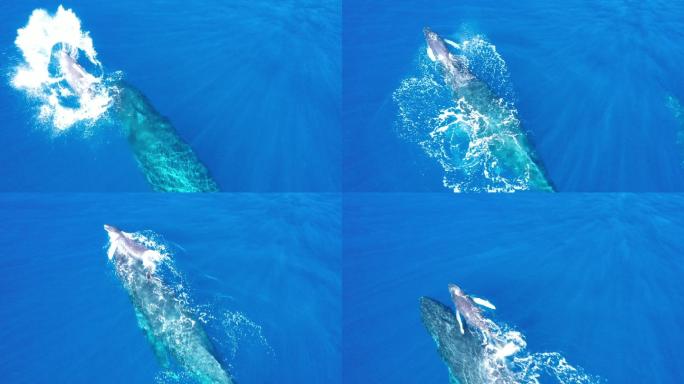 母座头鲸和幼崽海底世界海洋生物三亚潜水深