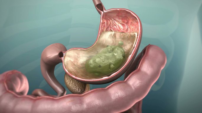 胃肠道的三维动画3D建模素材消化过程胃液