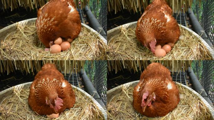 放养鸡小鸡下蛋土鸡蛋乡村农村