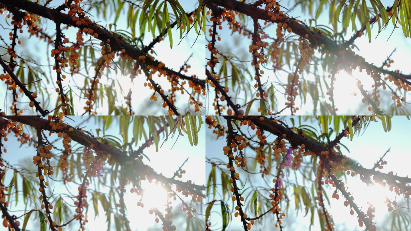 成熟的沙棘果实风光拍摄实拍风景4k