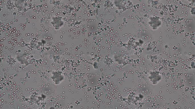 显微镜下的芽胞酵母细胞。