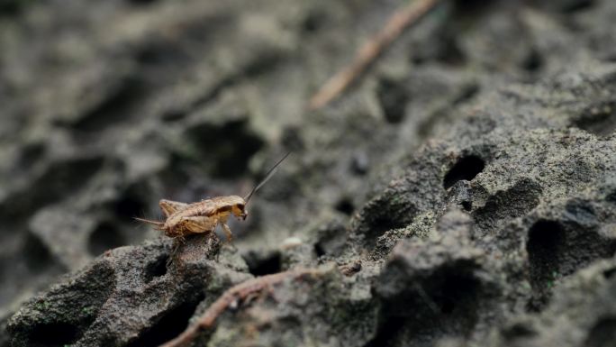 火山岩上的昆虫