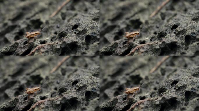 火山岩上的昆虫