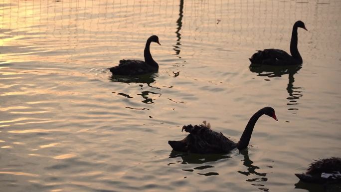 夕阳下湖水中一群黑天鹅