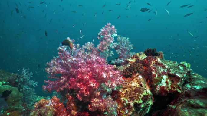 珊瑚礁深海大洋深处水族馆