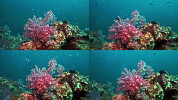 珊瑚礁深海大洋深处水族馆