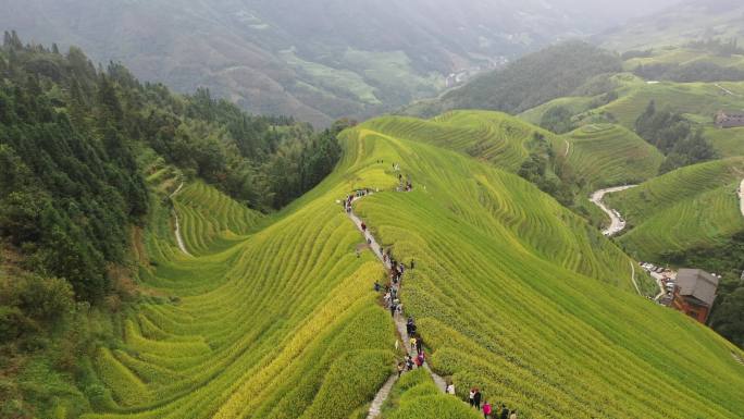 广西桂林龙胜龙脊梯田初秋景色航拍