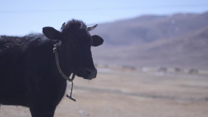 西藏湖边牛群马群羊群