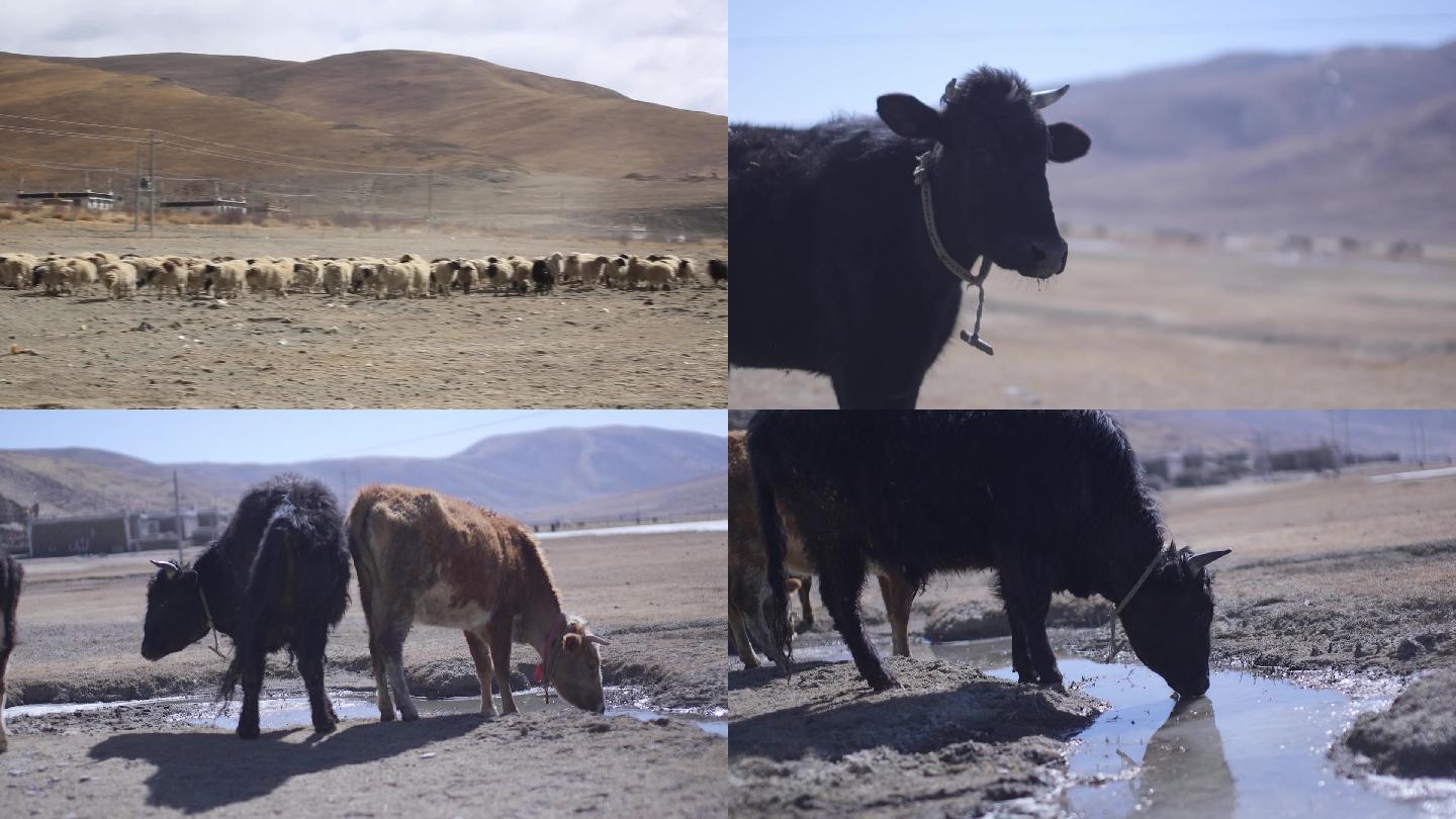 西藏湖边牛群马群羊群