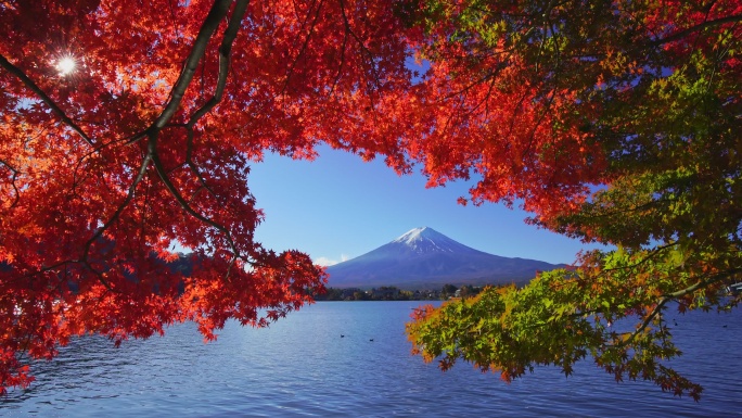 秋天的富士山和红枫