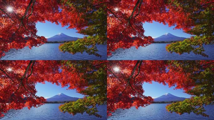 秋天的富士山和红枫