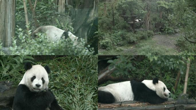 台北动物园熊猫吃竹子（版权）