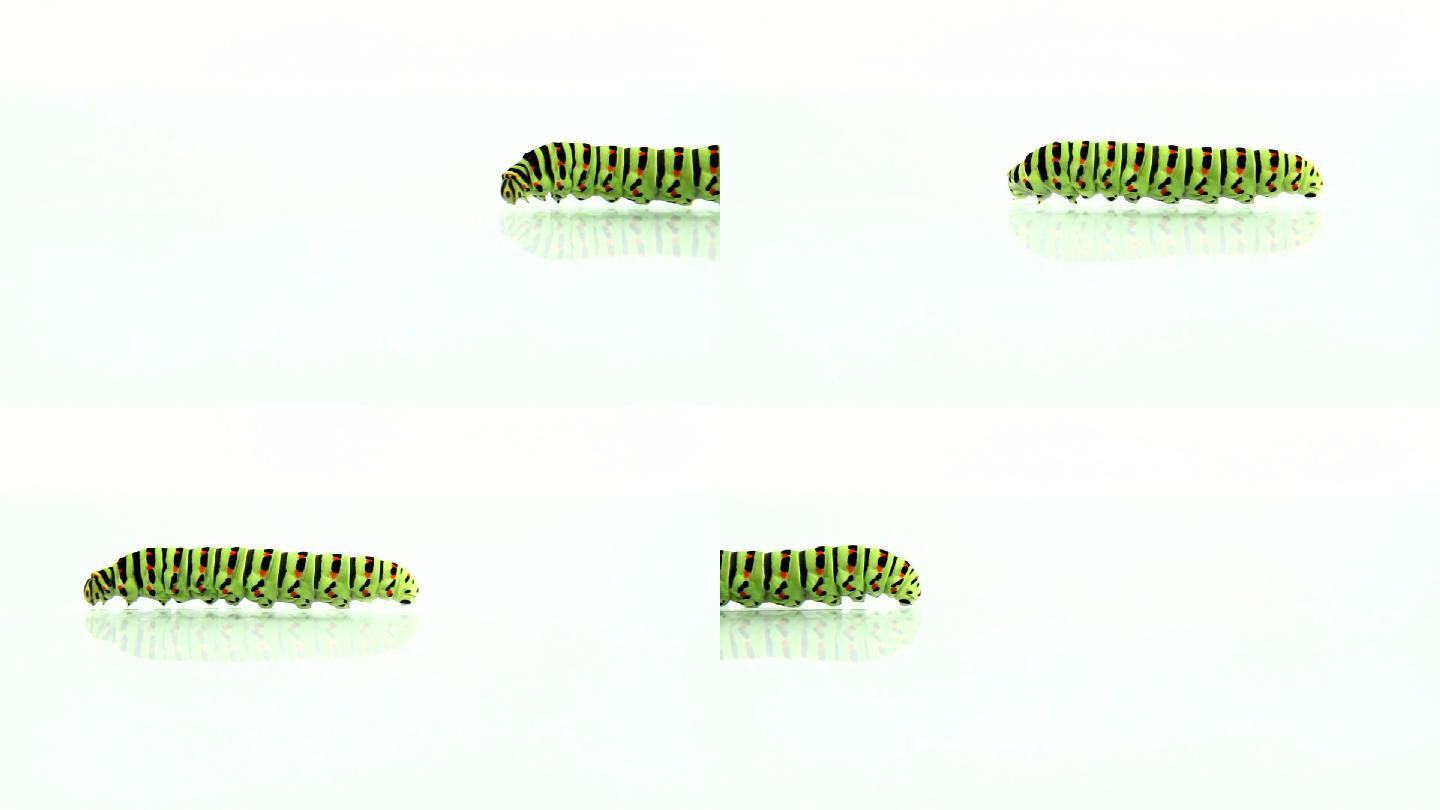 绿色虫子绿色毛毛虫蠕动