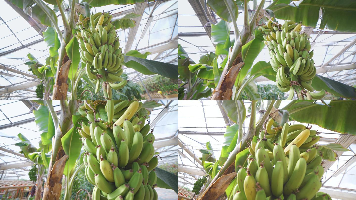 4K实拍 香蕉树 香蕉