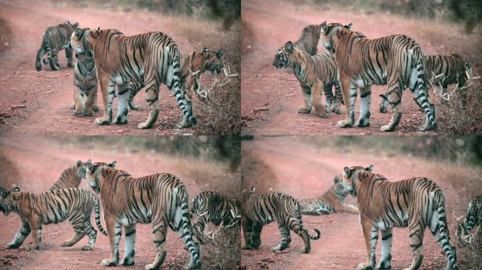 虎妈妈和她的小老虎幼崽