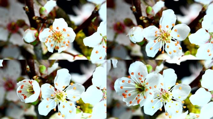 白樱桃花盛开