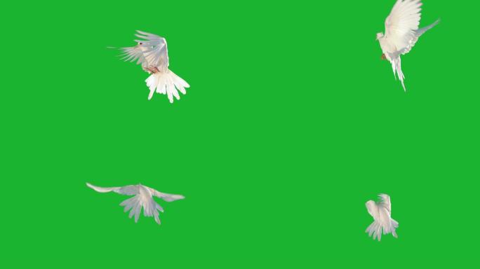 绿屏上飞舞的白鸽