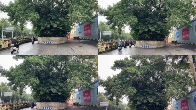 南宁城市马路上的百年古榕树车辆绕开