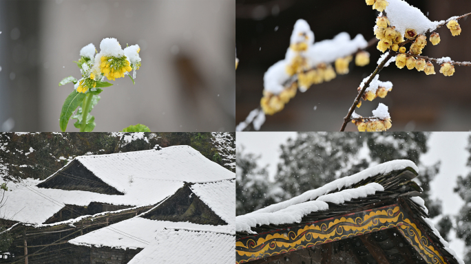 雨水季节一场春雪铺满早春花朵