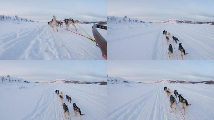 雪橇狗在雪地里滑行