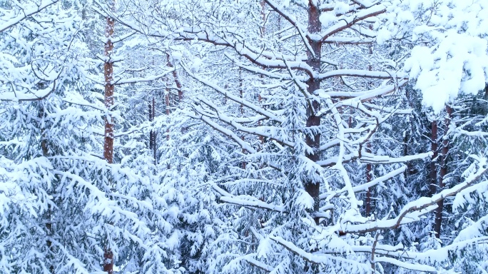 树枝上的雪航拍森林树林大雪覆盖