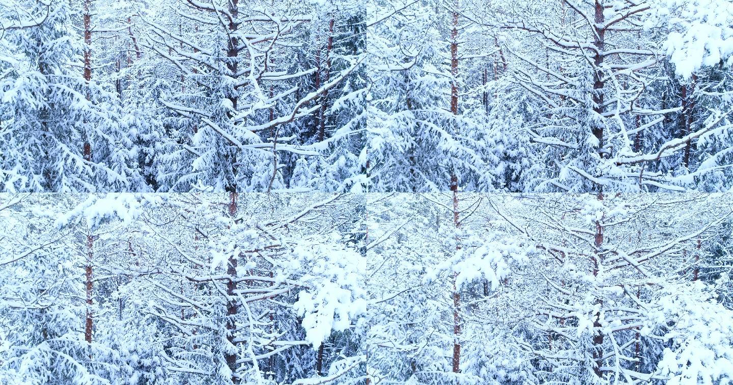 树枝上的雪航拍森林树林大雪覆盖
