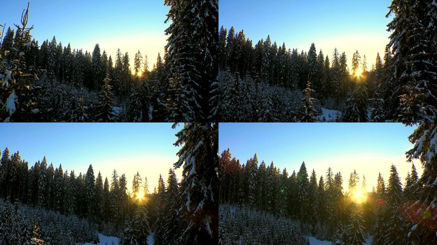 日落时的冬树树木