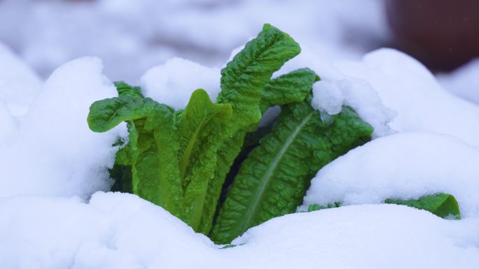 4K雪中菜地青菜莴苣