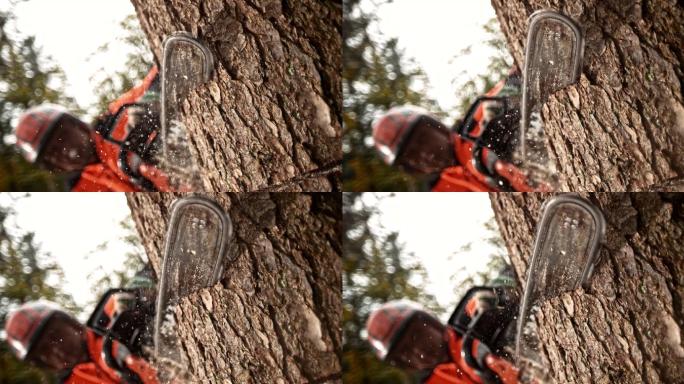 一名伐木工人手持电锯，在树干上进行切割。