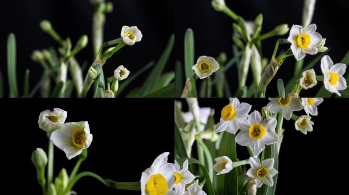 水仙花 花卉 4K植物开花生长延时