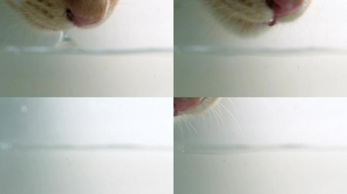 猫喝水视频