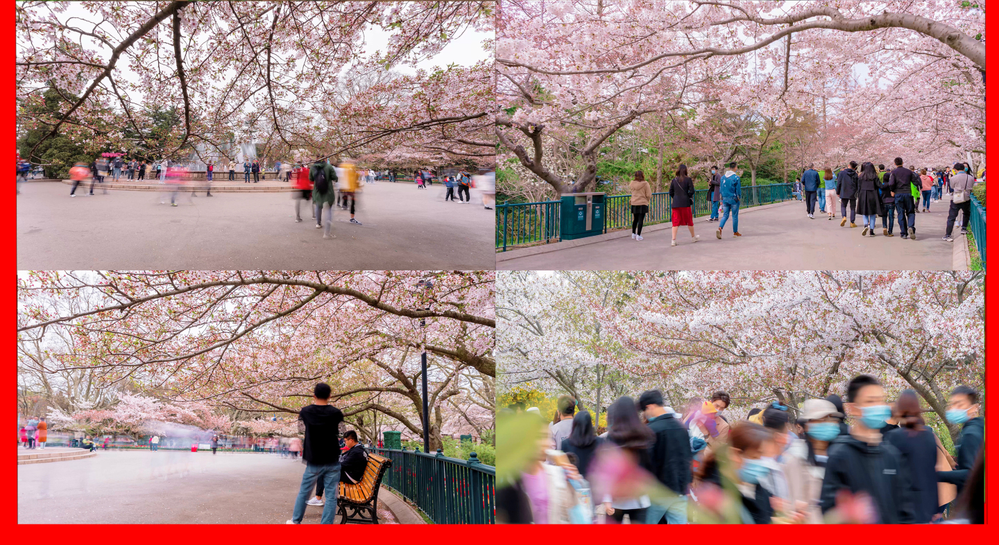 青岛假日公园樱花