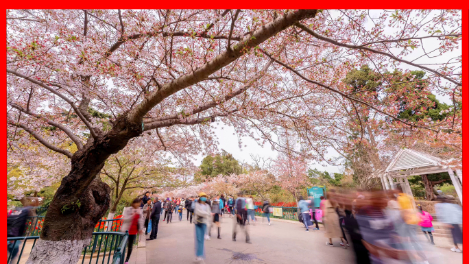 青岛假日公园樱花