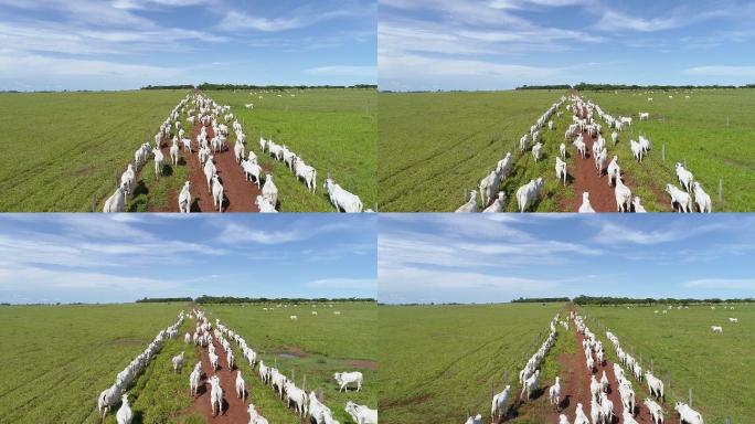 巴西马托格罗索州放牧牛