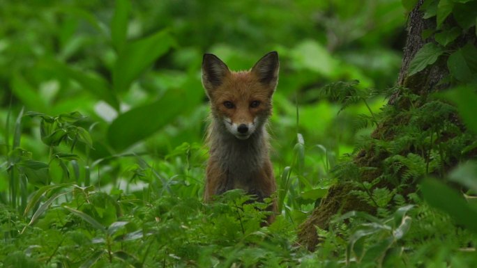 狐狸野生动物世界国家保护大自然非洲