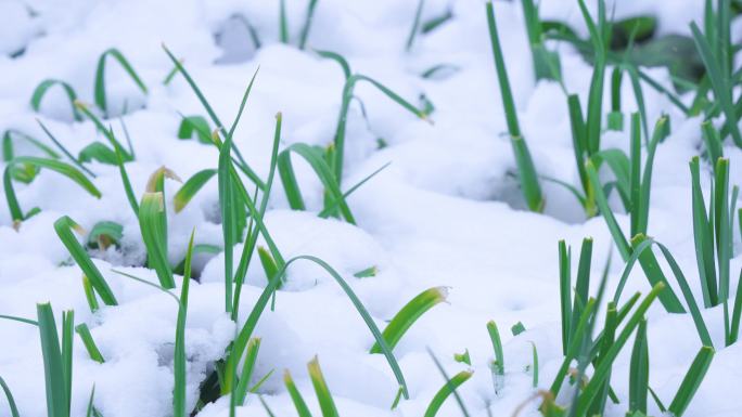 4K雪中菜地大蒜苗