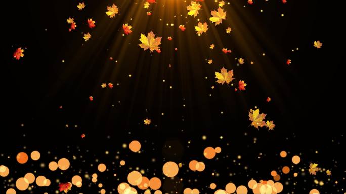 4K枫叶粒子飘落视频-循环 2