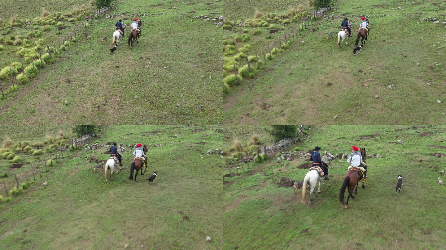 阿根廷高乔人骑马穿过牧场草原