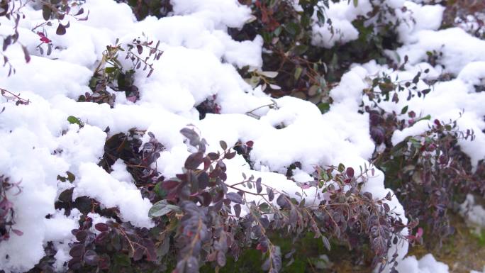 4K冬天小区植物雪景