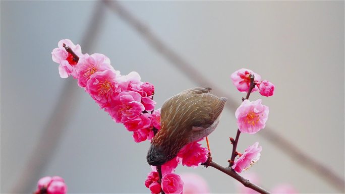 红梅花上的鸟儿