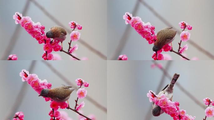 红梅花上的鸟儿