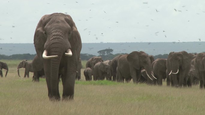 大象野生动物世界国家保护大自然非洲