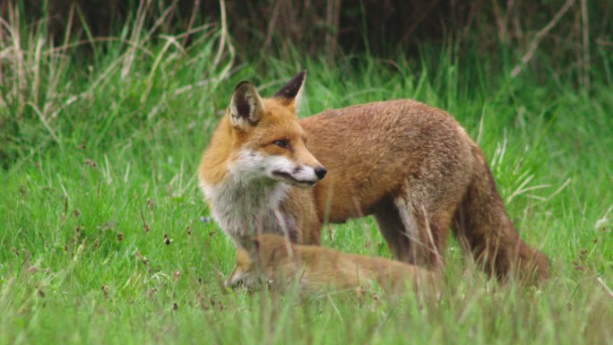 红狐和小狐在草地上玩耍