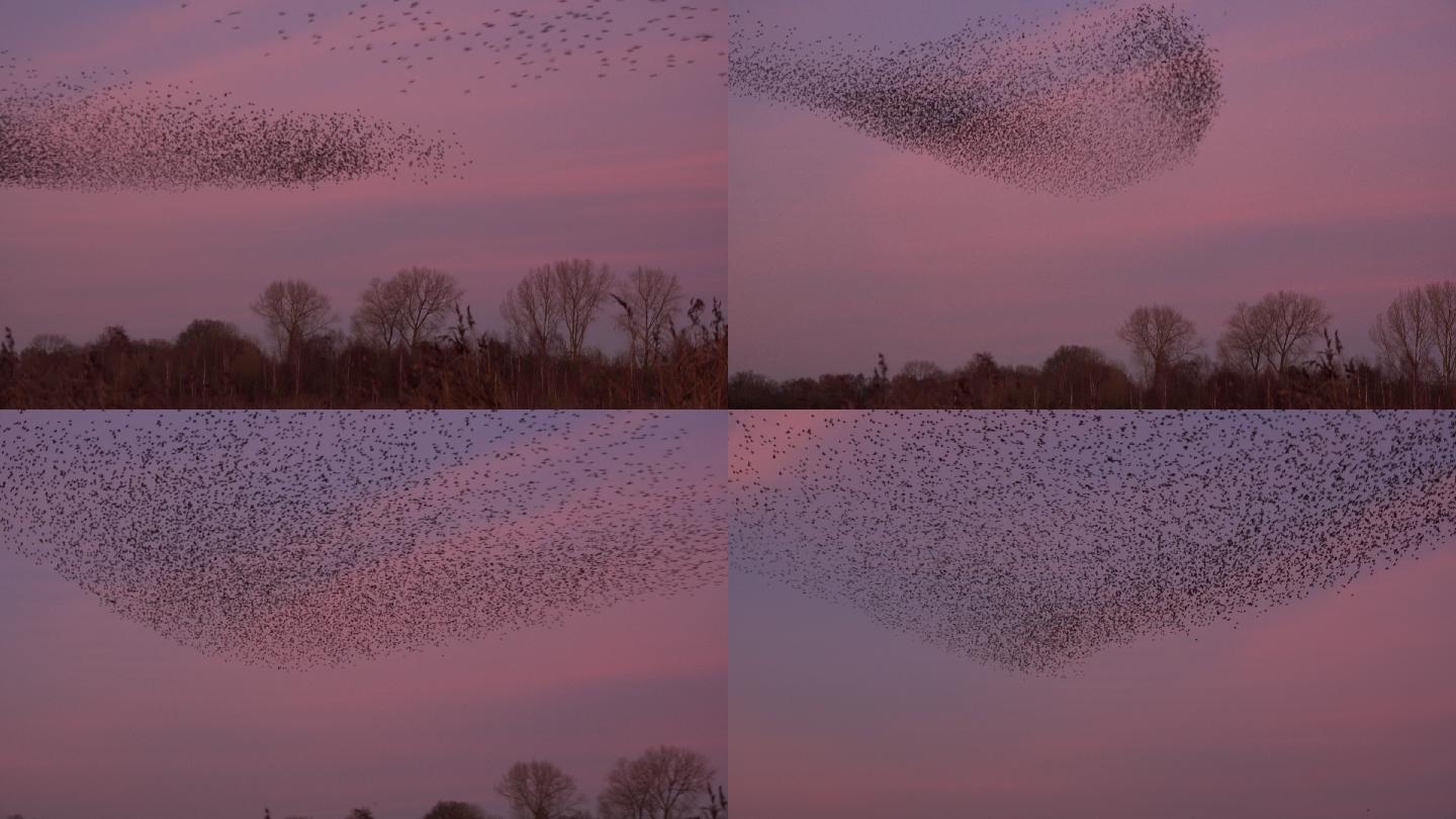 成千上万的椋鸟在空中飞翔