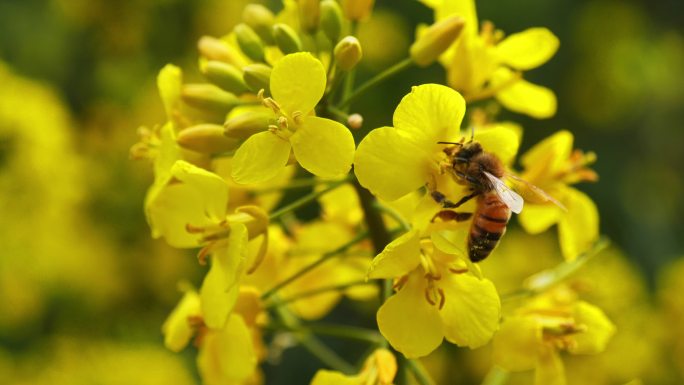 蜜蜂在油菜花上授粉