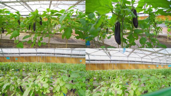 4K实拍 农业绿色蔬菜有机蔬菜-茄子种植