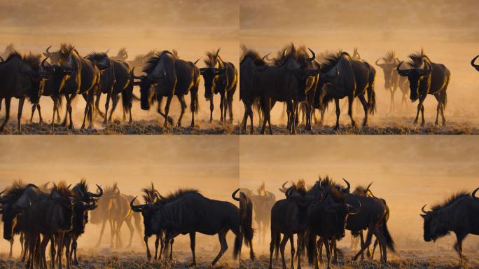 一群角马非洲风光野兽野马群居生存