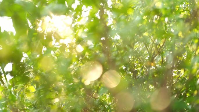 阳光透过绿树唯美阳光森林树叶逆光竹林柳树