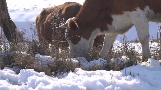 冬季 畜牧 养牛 牛